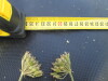 Thumbnail IMG_0305.JPG 