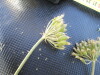 Thumbnail IMG_0306.JPG 
