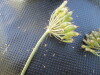 Thumbnail IMG_0307.JPG 