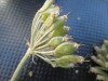 Thumbnail IMG_0308.JPG 