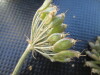 Thumbnail IMG_0309.JPG 