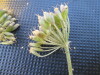 Thumbnail IMG_0310.JPG 