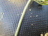 Thumbnail IMG_0312.JPG 