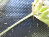 Thumbnail IMG_0313.JPG 