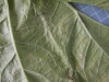 Thumbnail 2021-07-24_13.23.04.JPG 