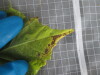 Thumbnail 2021-07-24_13.23.15.JPG 