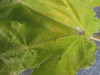 Thumbnail 2021-07-24_13.31.37.JPG 