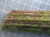 Thumbnail 2021-07-24_13.34.52.JPG 