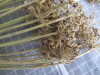 Thumbnail 2021-07-24_13.40.48.JPG 