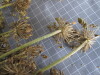 Thumbnail 2021-07-24_13.40.53.JPG 