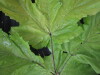 Thumbnail 2021-07-24_13.49.50.JPG 