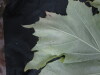 Thumbnail 2021-07-24_13.50.16.JPG 