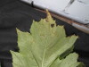 Thumbnail 2021-07-24_13.50.20.JPG 