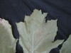 Thumbnail 2021-07-24_13.50.24.JPG 
