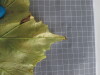 Thumbnail 2021-07-24_13.51.39.JPG 