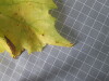 Thumbnail 2021-07-24_13.55.10.JPG 