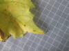 Thumbnail 2021-07-24_13.55.15.JPG 