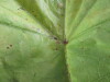Thumbnail 2021-07-24_13.55.25.JPG 