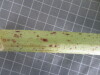 Thumbnail 2021-07-24_14.01.02.JPG 