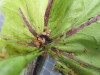 Thumbnail 2021-07-24_14.01.18.JPG 