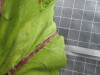 Thumbnail 2021-07-24_14.01.22.JPG 