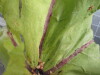Thumbnail 2021-07-24_14.01.26.JPG 