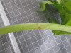 Thumbnail 2021-07-24_14.02.11.JPG 