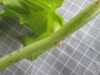 Thumbnail 2021-07-24_14.02.25.JPG 