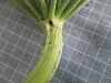 Thumbnail 2021-07-24_14.06.33.JPG 