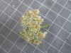 Thumbnail 2021-07-24_14.07.04.JPG 