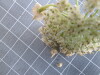 Thumbnail 2021-07-24_14.07.15.JPG 