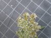 Thumbnail 2021-07-24_14.07.26.JPG 