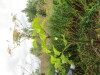 Thumbnail IMG_0906.JPG 