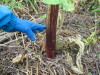 Thumbnail IMG_0907.JPG 