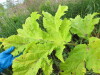 Thumbnail IMG_0909.JPG 