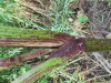 Thumbnail IMG_0912.JPG 