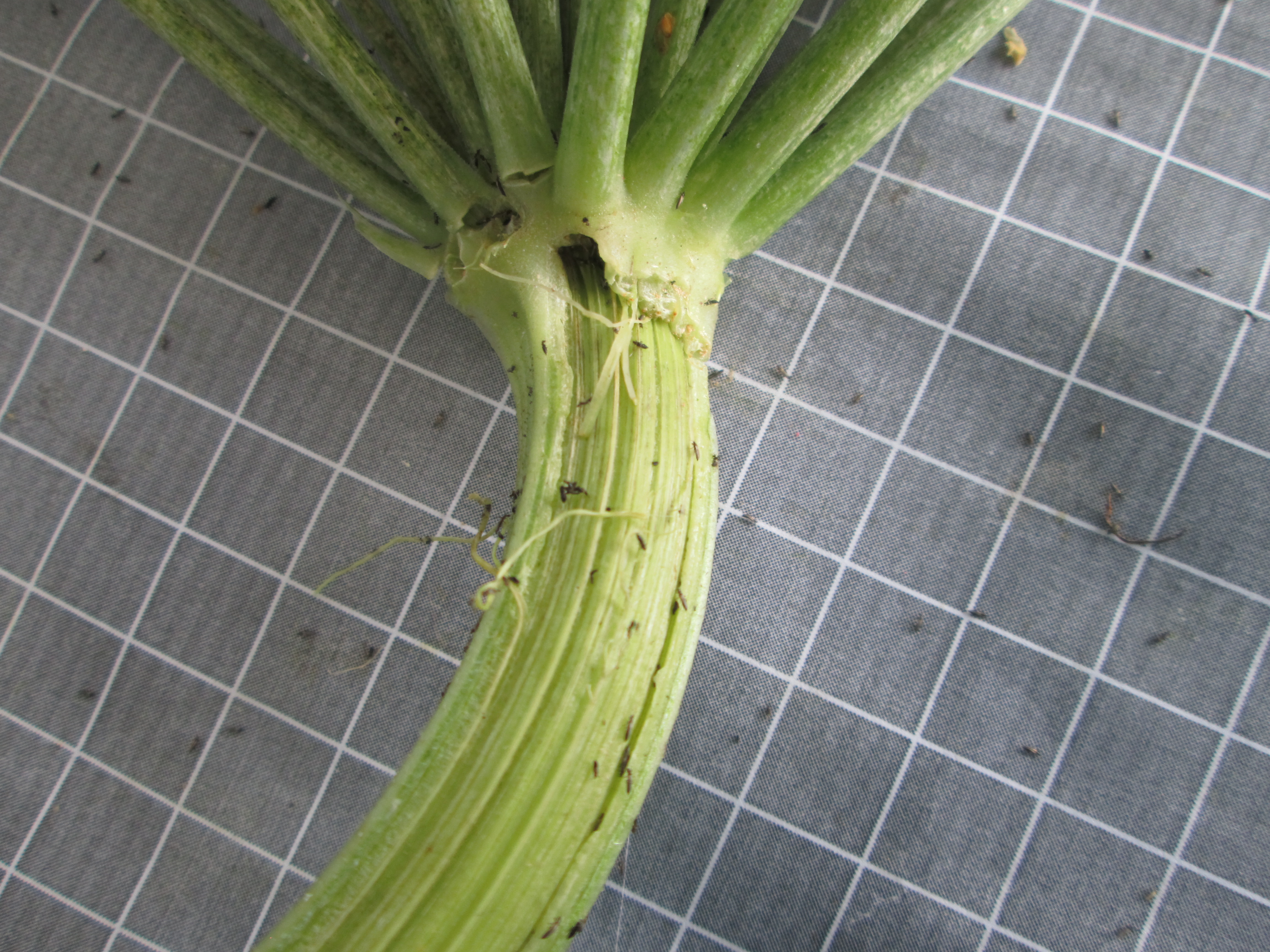 2021-07-24_14.06.33.JPG 