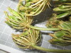 Thumbnail 2021-07-24_14.17.01.JPG 