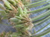 Thumbnail 2021-07-24_14.18.12.JPG 
