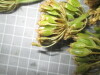 Thumbnail 2021-07-24_14.18.30.JPG 