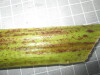 Thumbnail 2021-07-24_14.19.13.JPG 