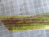 Thumbnail 2021-07-24_14.19.20.JPG 