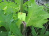 Thumbnail IMG_0917.JPG 