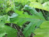 Thumbnail IMG_0918.JPG 