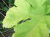 Thumbnail IMG_0919.JPG 