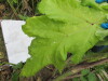 Thumbnail IMG_0920.JPG 