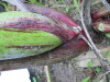 Thumbnail IMG_0921.JPG 