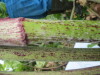 Thumbnail IMG_0922.JPG 
