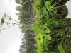 Thumbnail IMG_0923.JPG 
