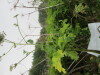 Thumbnail IMG_0924.JPG 